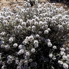 Ptilotus obovatus at Yalata, SA - 18 Sep 2024 by Paul4K