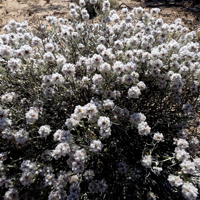 Ptilotus obovatus at Yalata, SA - 18 Sep 2024 by Paul4K