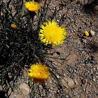 Podolepis jaceoides at Coorabie, SA - 18 Sep 2024 by Paul4K