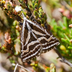 Dichromodes confluaria (Ceremonial Heath Moth) at Mount Clear, ACT - 24 Oct 2024 by DPRees125