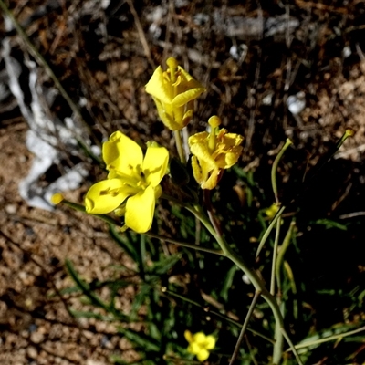 Unidentified Other Wildflower or Herb at Coorabie, SA - 18 Sep 2024 by Paul4K