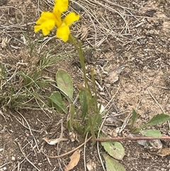 Goodenia pinnatifida (Scrambled Eggs) at Gunning, NSW - 23 Oct 2024 by JaneR