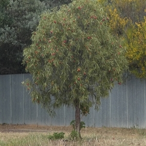 Santalum acuminatum at Minnipa, SA - suppressed