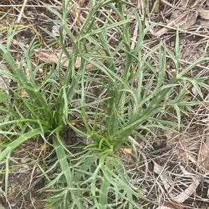 Eryngium ovinum at Gunning, NSW - 23 Oct 2024 01:46 PM