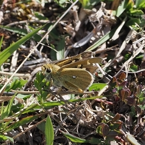 Trapezites luteus at Theodore, ACT - 9 Oct 2024 02:12 PM