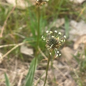 Plantago lanceolata at Gunning, NSW - 23 Oct 2024