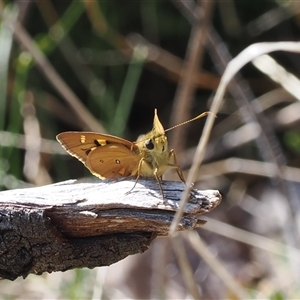 Trapezites eliena at Theodore, ACT - 9 Oct 2024 02:51 PM