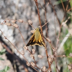 Trapezites eliena at Theodore, ACT - 9 Oct 2024 02:51 PM