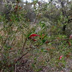 Eremophila glabra subsp. glabra (Black Fuchsia) at Kyancutta, SA - 19 Sep 2024 by Paul4K