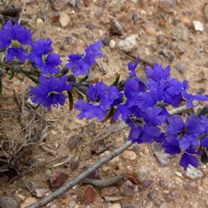 Dampiera rosmarinifolia at Ulyerra, SA - 19 Sep 2024 11:28 AM