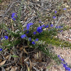 Dampiera rosmarinifolia at Ulyerra, SA - 19 Sep 2024 11:28 AM