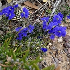 Dampiera rosmarinifolia at Ulyerra, SA - 19 Sep 2024 11:28 AM