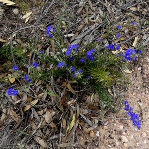 Dampiera rosmarinifolia at Ulyerra, SA - 19 Sep 2024 11:28 AM