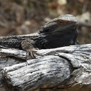 Pogona barbata at Kambah, ACT - suppressed