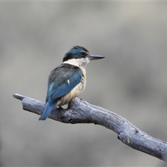 Todiramphus sanctus (Sacred Kingfisher) at Kambah, ACT - 25 Oct 2024 by LinePerrins