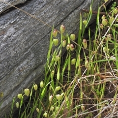 Briza maxima (Quaking Grass, Blowfly Grass) at Kambah, ACT - 25 Oct 2024 by LinePerrins