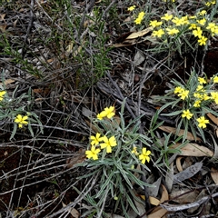 Unidentified Other Wildflower or Herb at Ulyerra, SA - 19 Sep 2024 by Paul4K