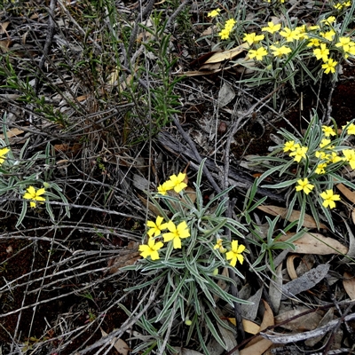 Unidentified Other Wildflower or Herb at Ulyerra, SA - 19 Sep 2024 by Paul4K