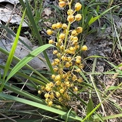 Lomandra filiformis subsp. coriacea (Wattle Matrush) at Glenroy, NSW - 25 Oct 2024 by SandyC