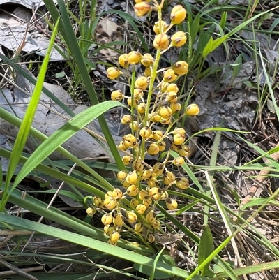 Lomandra filiformis subsp. coriacea (Wattle Matrush) at Glenroy, NSW - 25 Oct 2024 by SandyC