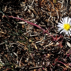 Brachyscome ciliaris var. ciliaris at Corunna Station, SA - 19 Sep 2024 by Paul4K