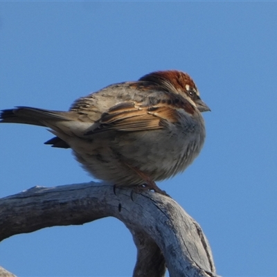 Passer domesticus (House Sparrow) at Wilmington, SA - 19 Sep 2024 by Paul4K