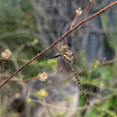 Hemicordulia australiae (Australian Emerald) at Mount Kembla, NSW - 25 Oct 2024 by BackyardHabitatProject