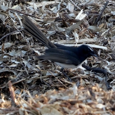 Rhipidura leucophrys (Willie Wagtail) at Wilmington, SA - 19 Sep 2024 by Paul4K