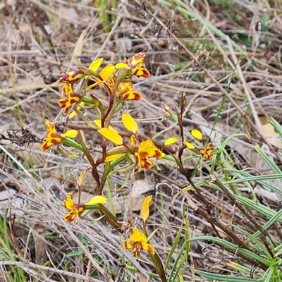 Diuris semilunulata (Late Leopard Orchid) at Fadden, ACT - 25 Oct 2024 by Mike