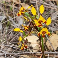 Diuris semilunulata at Fadden, ACT - suppressed