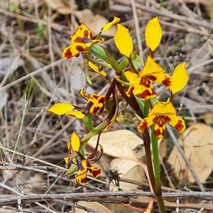 Diuris semilunulata at Fadden, ACT - suppressed