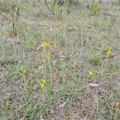 Bulbine bulbosa (Golden Lily, Bulbine Lily) at Fadden, ACT - 25 Oct 2024 by Mike