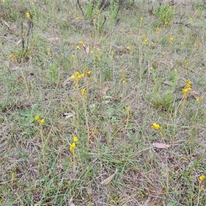 Bulbine bulbosa at Fadden, ACT - 25 Oct 2024 04:54 PM