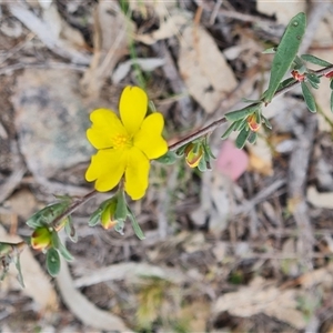 Hibbertia obtusifolia at Isaacs, ACT - 25 Oct 2024