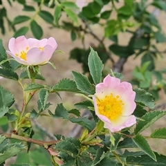 Rosa canina (Dog Rose) at Isaacs, ACT - 25 Oct 2024 by Mike