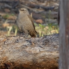 Climacteris picumnus picumnus (Brown Treecreeper) at Wilmington, SA - 19 Sep 2024 by Paul4K