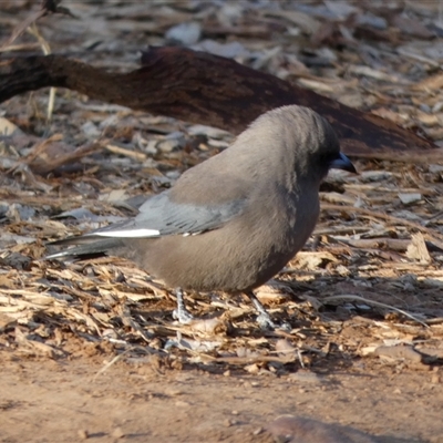 Artamus cyanopterus perthi (Dusky Woodswallow) at Wilmington, SA - 19 Sep 2024 by Paul4K