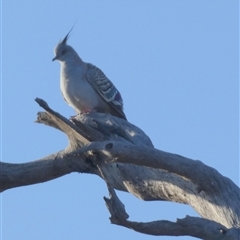 Ocyphaps lophotes (Crested Pigeon) at Wilmington, SA - 19 Sep 2024 by Paul4K