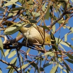 Ptilotula penicillata (White-plumed Honeyeater) at Wilmington, SA - 19 Sep 2024 by Paul4K