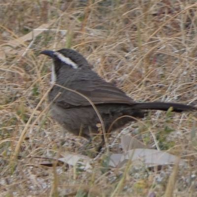 Pomatostomus superciliosus (White-browed Babbler) at Wilmington, SA - 20 Sep 2024 by Paul4K