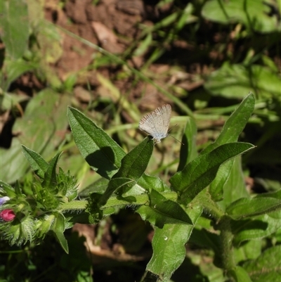 Zizina otis (Common Grass-Blue) at Warrumbungle, NSW - 21 Oct 2024 by DavidDedenczuk