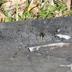 Amenia imperialis (Yellow-headed blowfly) at Warrumbungle, NSW - 21 Oct 2024 by DavidDedenczuk