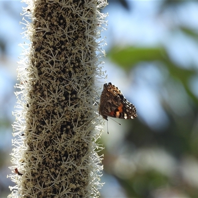 Vanessa kershawi (Australian Painted Lady) at Warrumbungle, NSW - 20 Oct 2024 by DavidDedenczuk