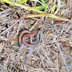 Aprasia parapulchella (Pink-tailed Worm-lizard) at Chapman, ACT - 25 Oct 2024 by BethanyDunne