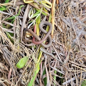 Aprasia parapulchella at Chapman, ACT - suppressed