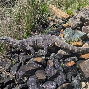 Varanus rosenbergi at Mount Clear, ACT - suppressed