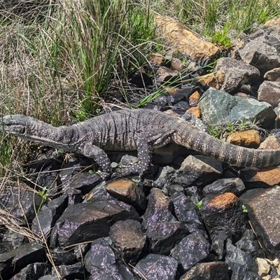 Varanus rosenbergi (Heath or Rosenberg's Monitor) at Mount Clear, ACT - 25 Oct 2024 by Amahon