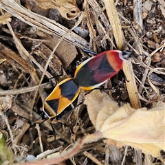 Dindymus versicolor (Harlequin Bug) at Kambah, ACT - 25 Oct 2024 by MatthewFrawley