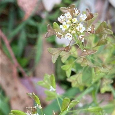 Capsella bursa-pastoris (Shepherd's Purse) at Red Hill, ACT - 11 Sep 2024 by RAllen