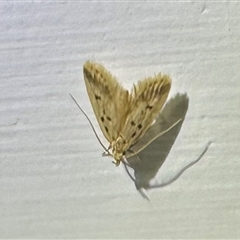 Atheropla decaspila (A concealer moth) at Pebbly Beach, NSW - 23 Oct 2024 by Pirom